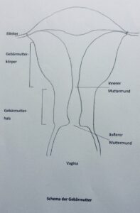 schematische Darstellung der Gebärmutter