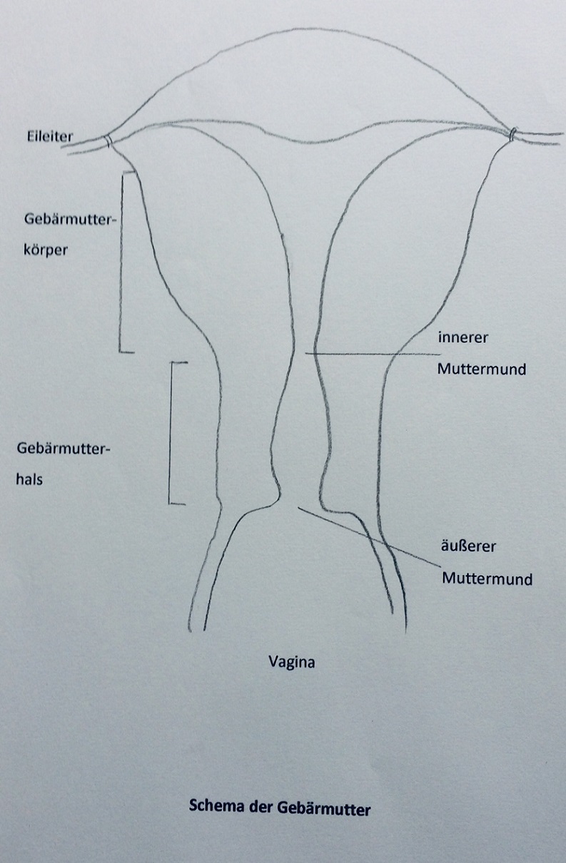schematische Darstellung der Gebärmutter
